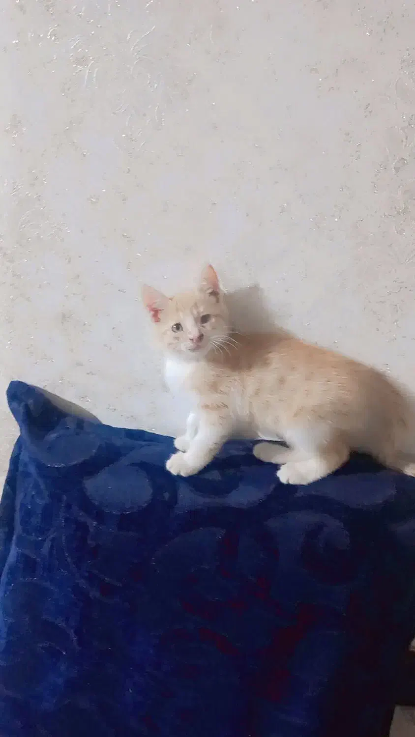 گربه واگذاری|گربه|تربت جام, فاز ۱ فرهنگیان|دیوار