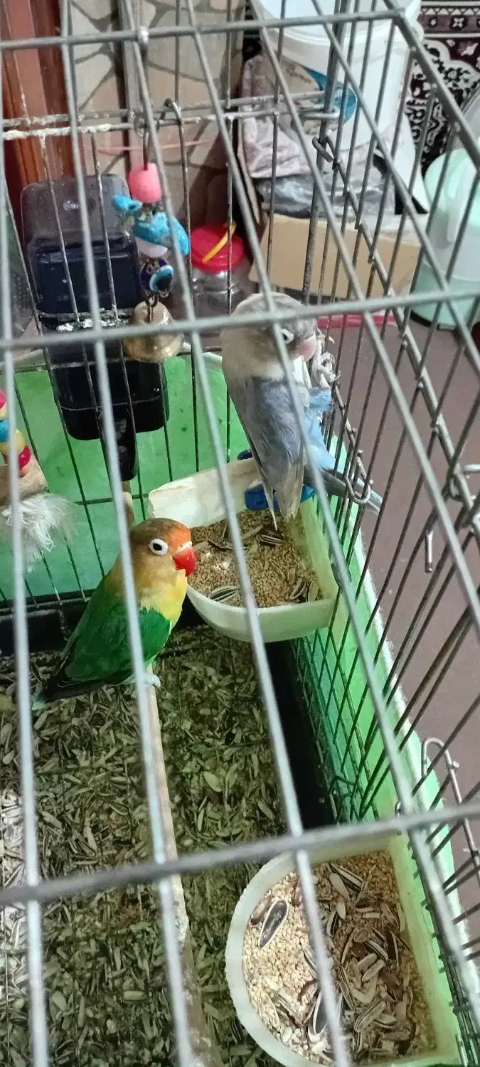 پرندگان|پرنده|مشکیندشت, |دیوار