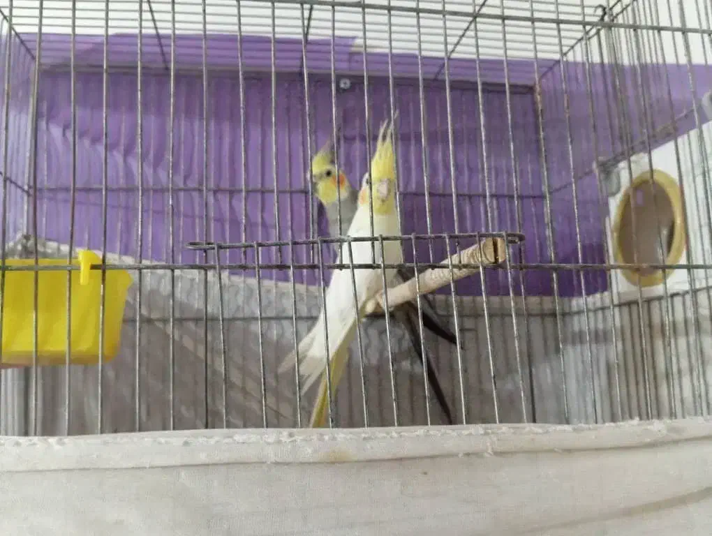 معاوضه جفت عروس هلندی|پرنده|داراب, |دیوار