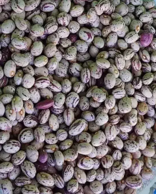 لوبیا چیتی|خوردنی و آشامیدنی|مراغه, |دیوار