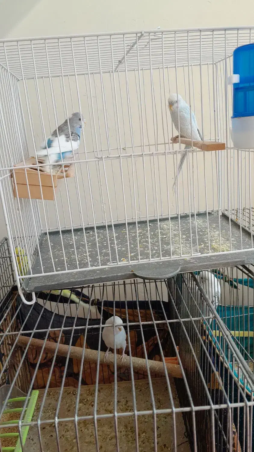 مرغ عشق|پرنده|زرقان, |دیوار