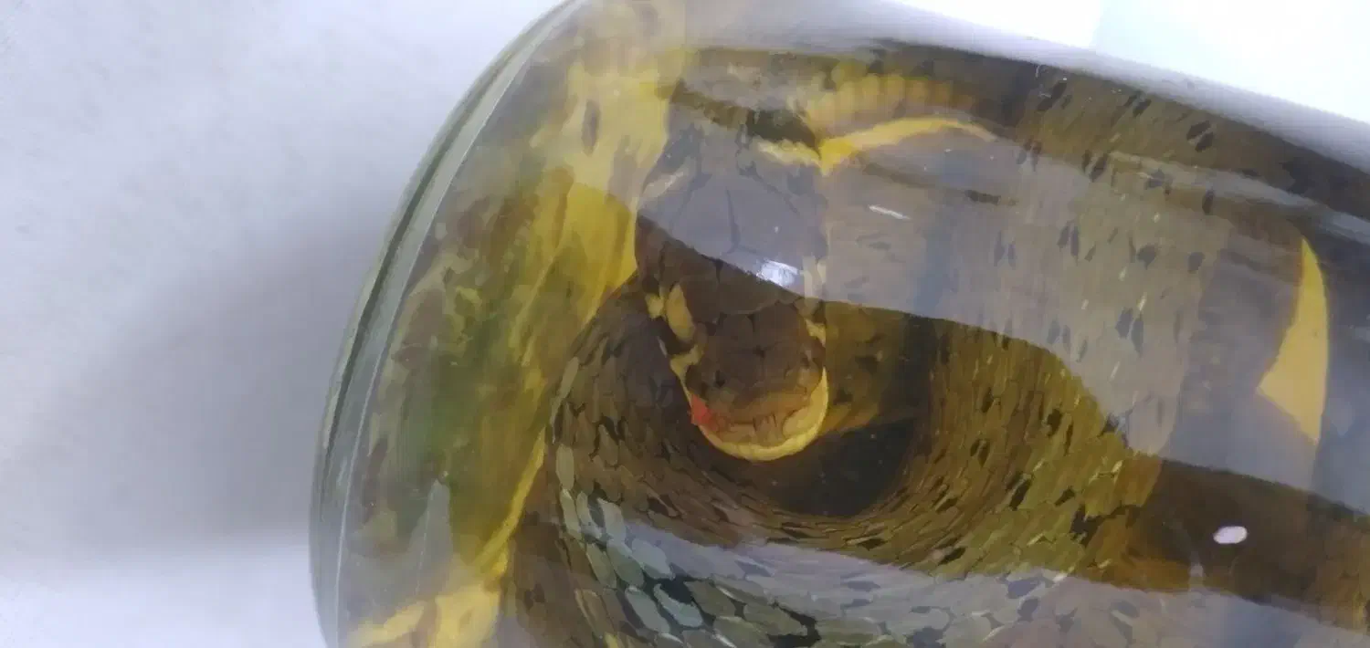 کلکسیونی و کمیاب|کلکسیون اشیاء عتیقه|ملارد, |دیوار