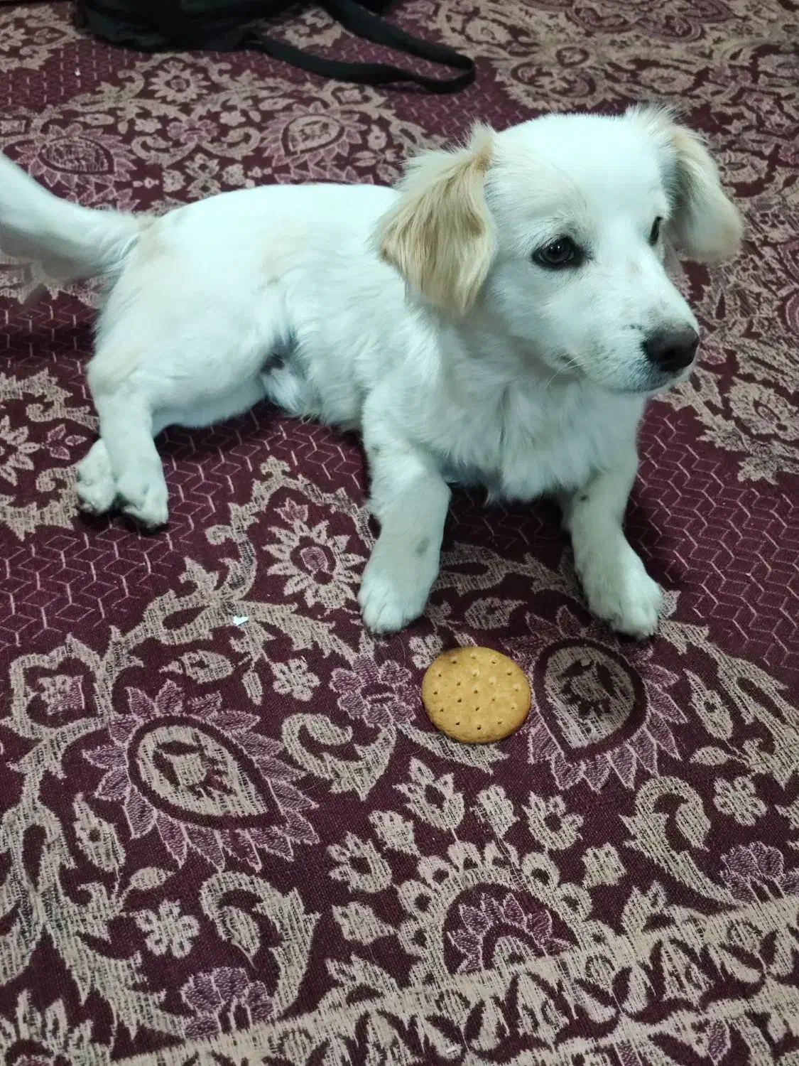 سگ پامر نر|سگ|کرمان, |دیوار