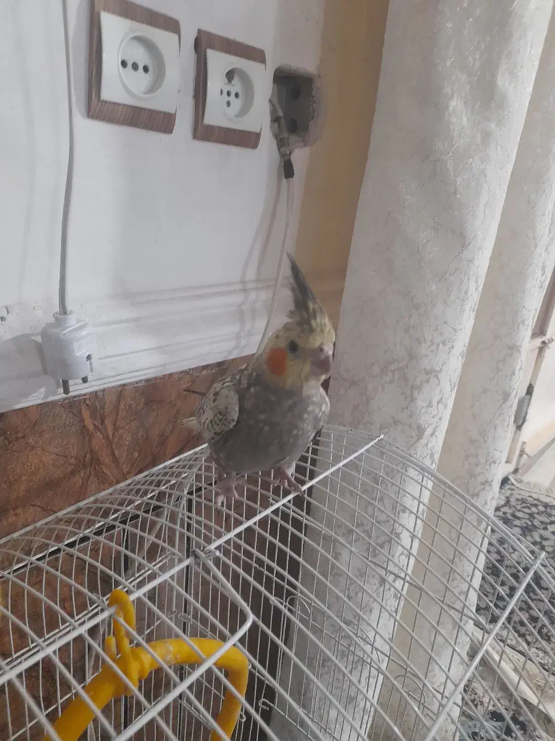 عروس هلندی نر|پرنده|اندیمشک, |دیوار