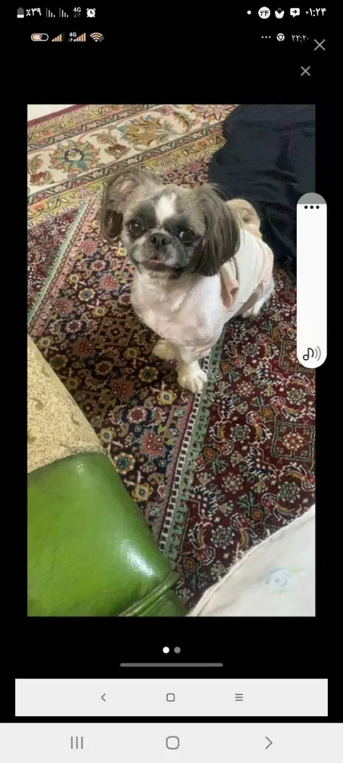 گمشده|حیوانات|شیراز, بالا کفت|دیوار