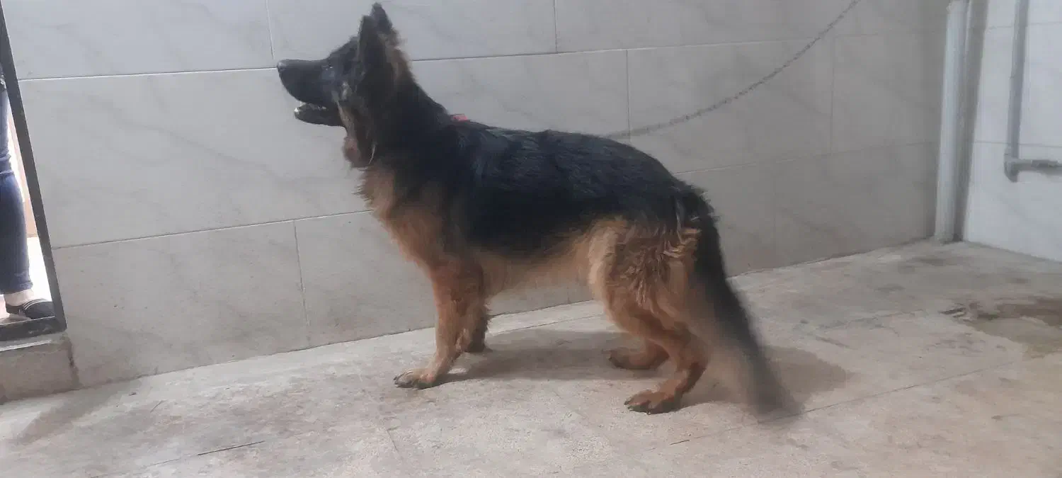 ژرمن بالغ شولاین بلک و دورنگ اصل|سگ|ورامین, ورامین|دیوار