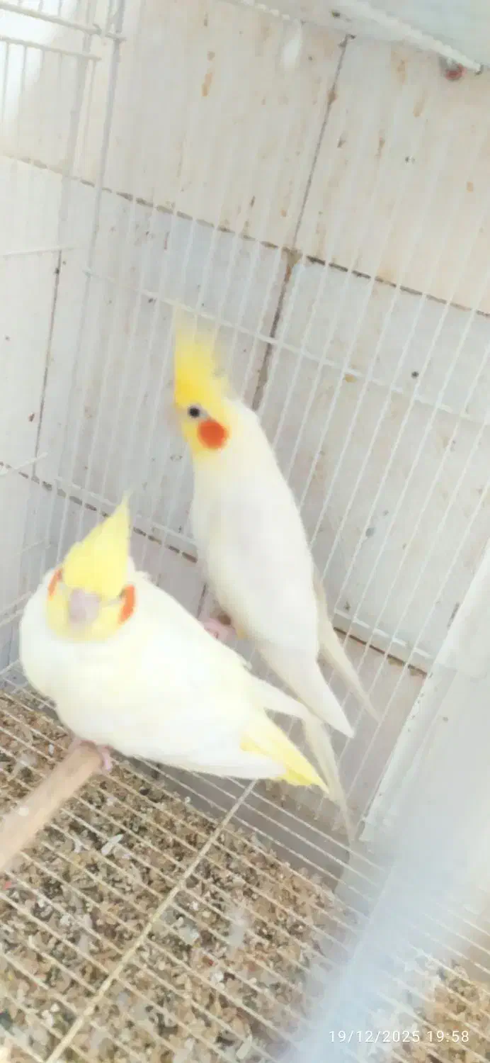 جفت عروس هلندی مولد|پرنده|مشهد, ایثار|دیوار