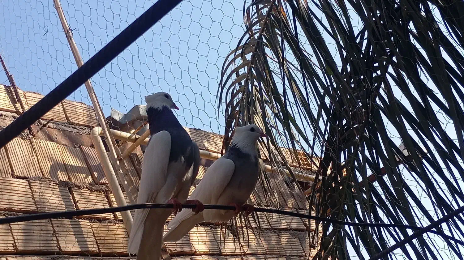 فروش جفت طوقی دم تخم|پرنده|نرماشیر, |دیوار