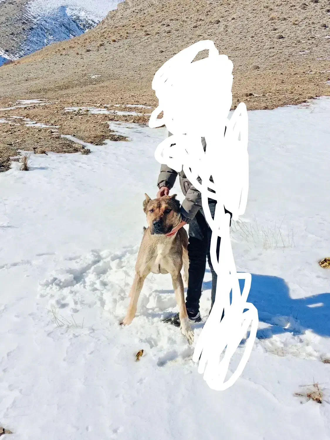 سگ گله و نگهبان|سگ|بستان آباد, |دیوار