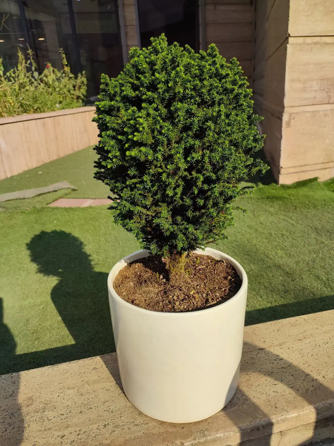 کریپ توپی (62% تخفیف) 13ساله|گل و گیاه طبیعی|تهران, صادقیه|دیوار