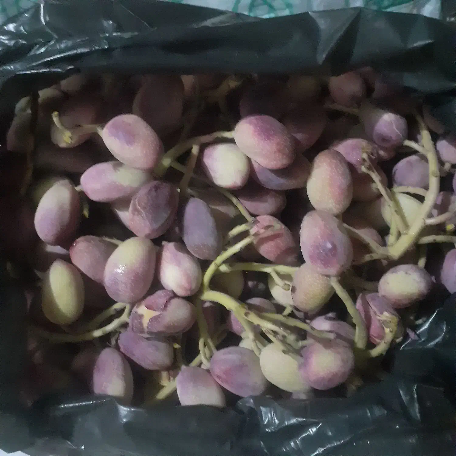 پسته تازه|خوردنی و آشامیدنی|قم, حنیف نژاد|دیوار
