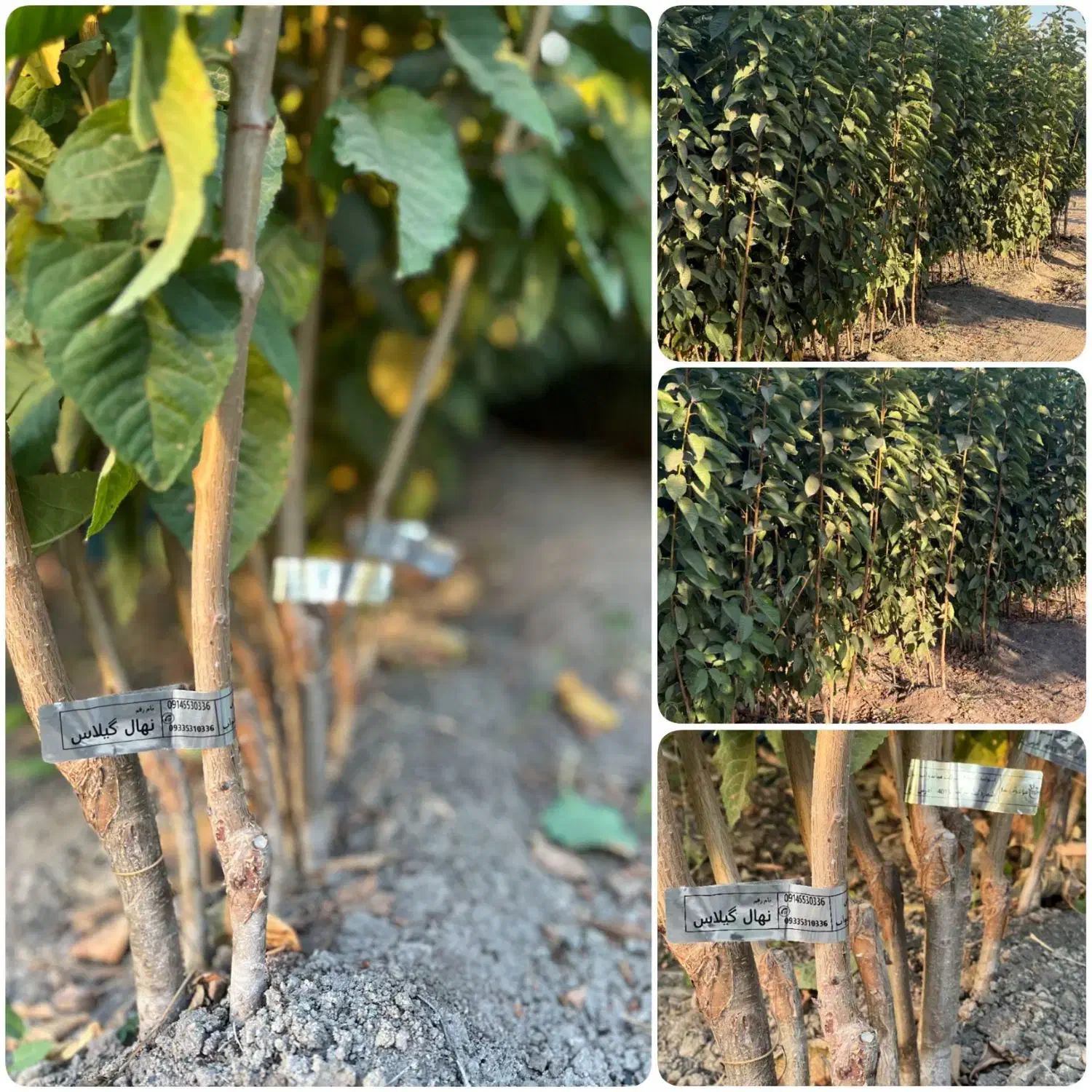 نهالستان ایران سبزنهال|گل و گیاه طبیعی|میاندوآب, |دیوار