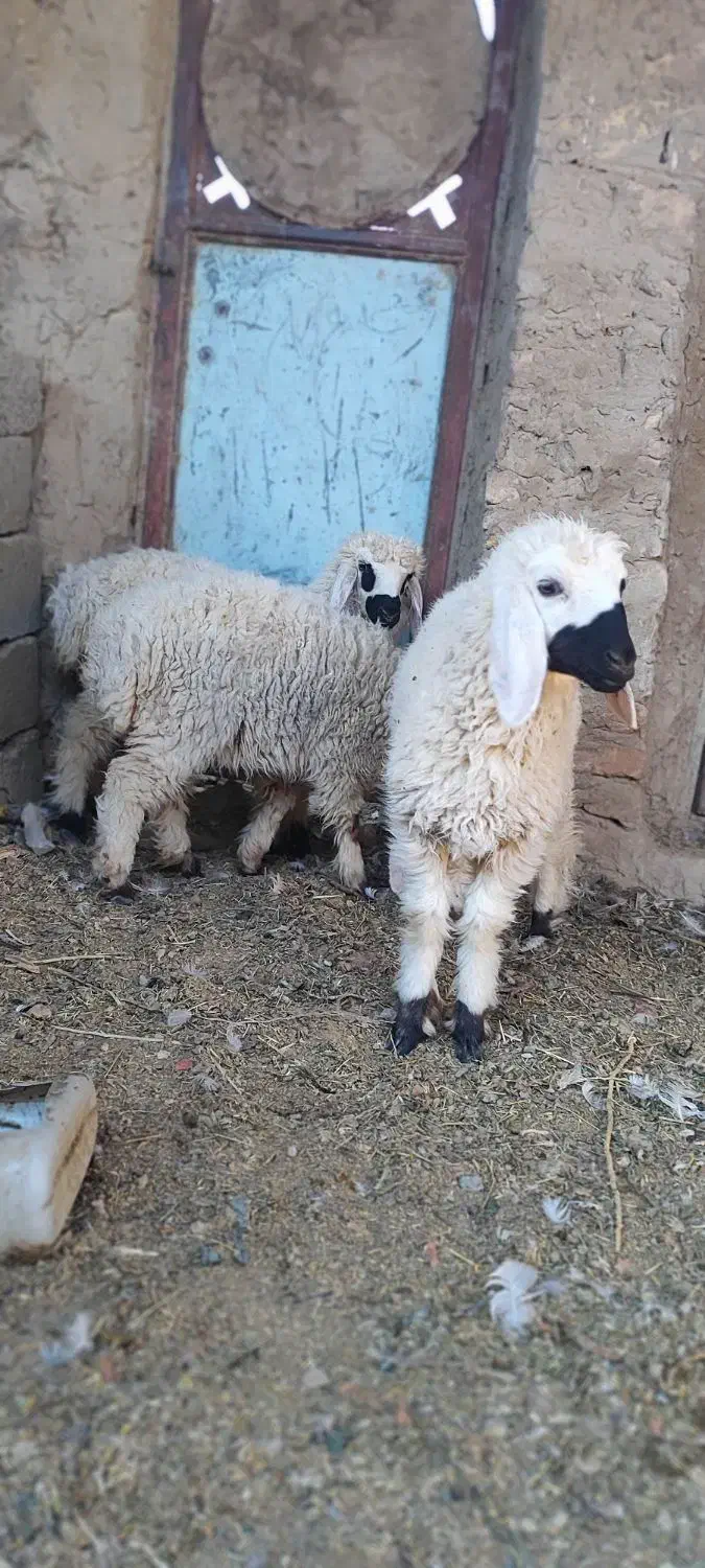 بره ماده|حیوانات مزرعه|هامون, |دیوار