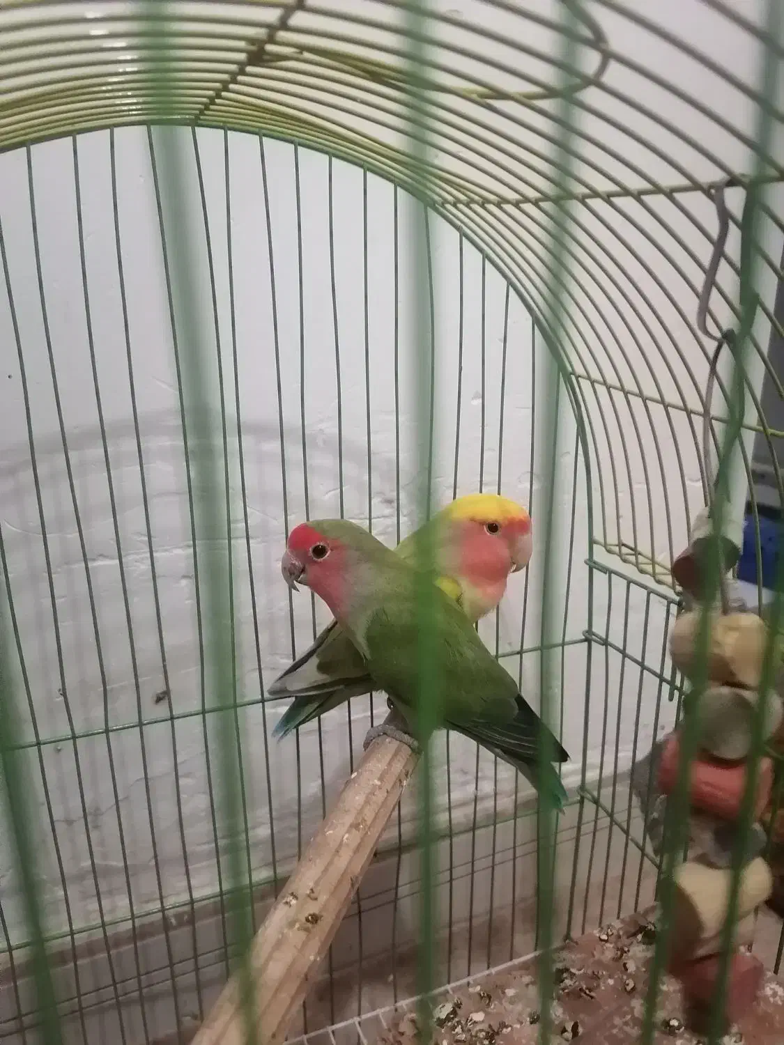 طوطی برزیلی نروماده|پرنده|هشتگرد, شهرک بعثت|دیوار