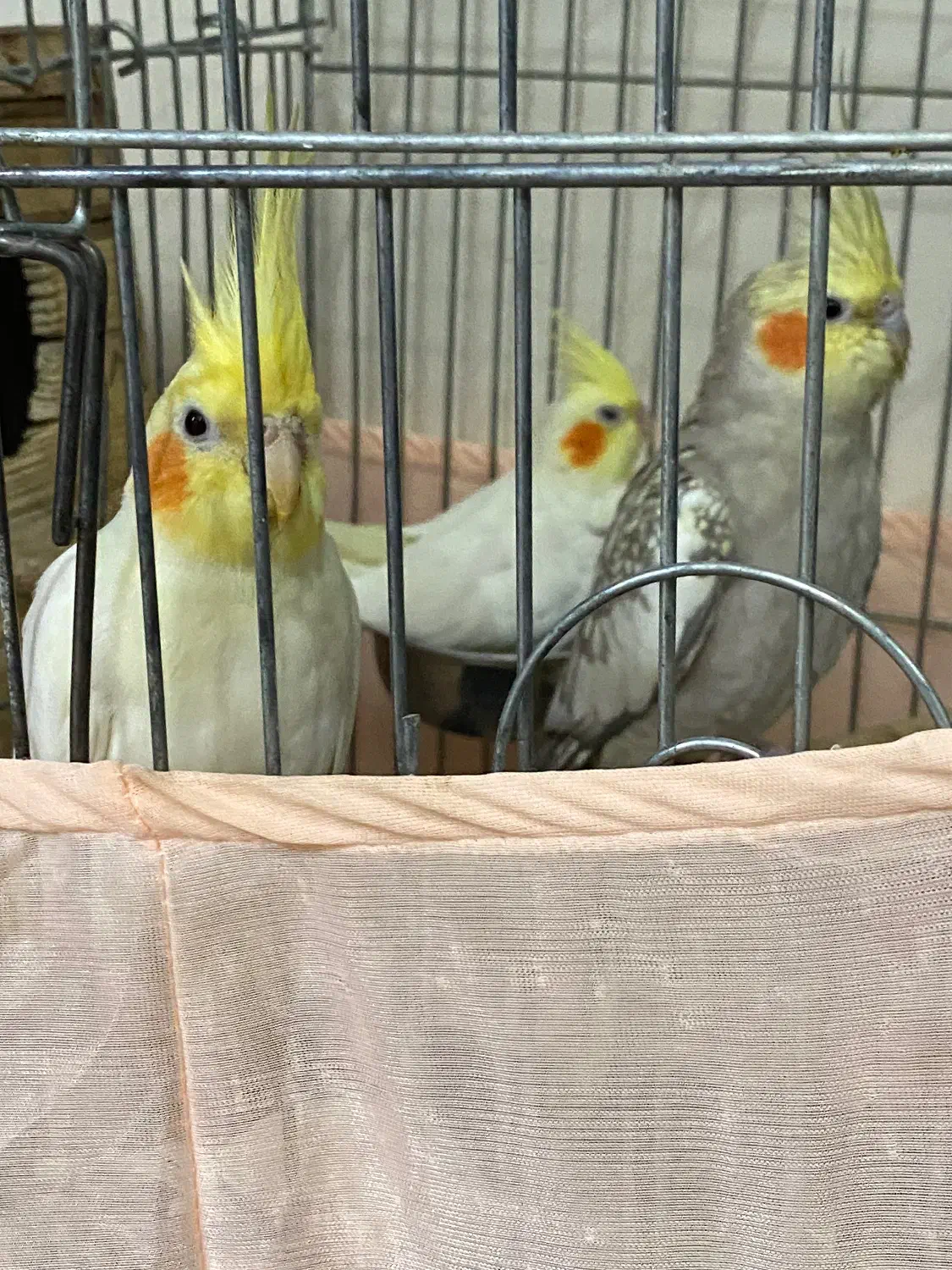 عروس هلندی|پرنده|تهران, تولید دارو|دیوار