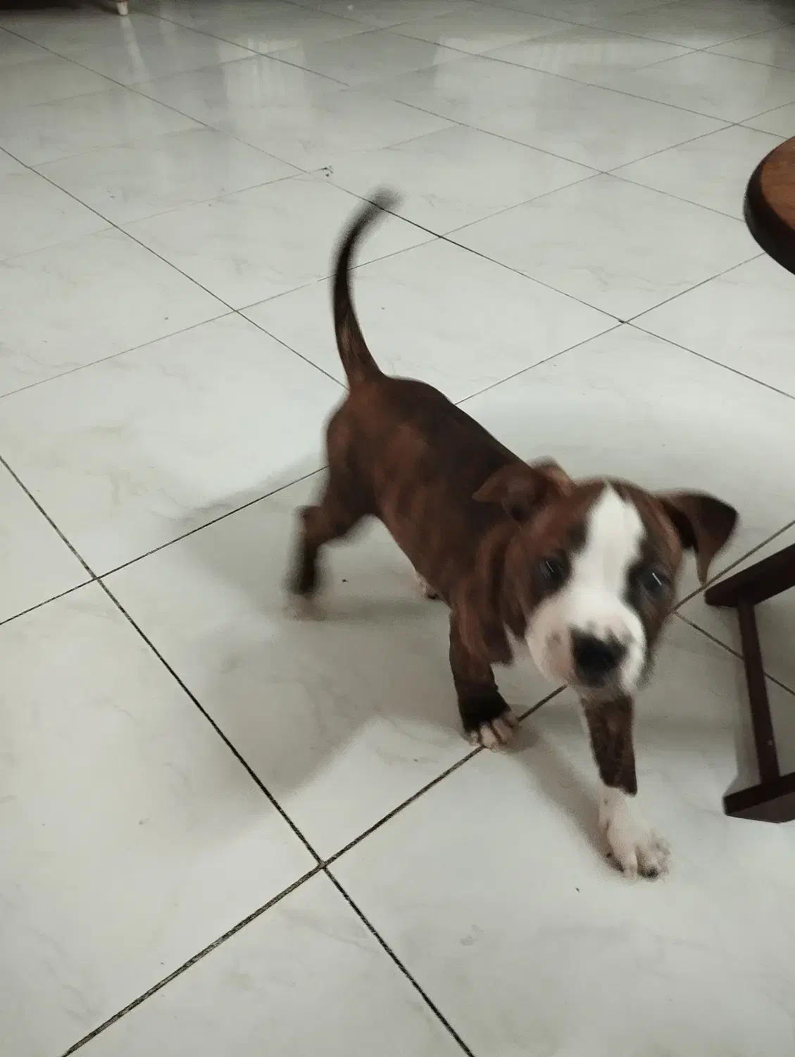 توله پیتبول|سگ|تهران, مجیدآباد|دیوار