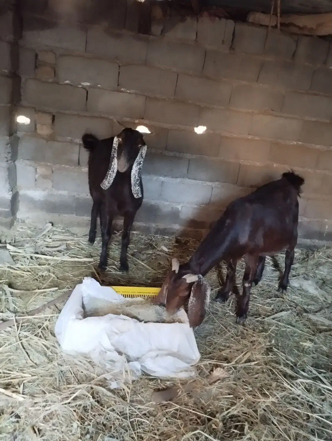 بزپاکسانی|حیوانات مزرعه|فهرج, |دیوار