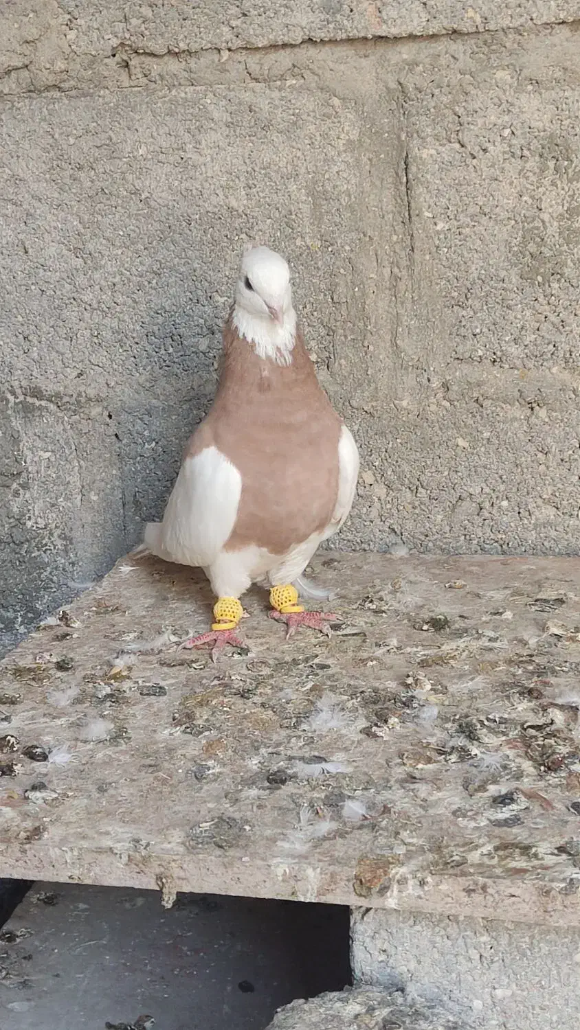 کبوتر طوقی زرد|پرنده|مهر, |دیوار