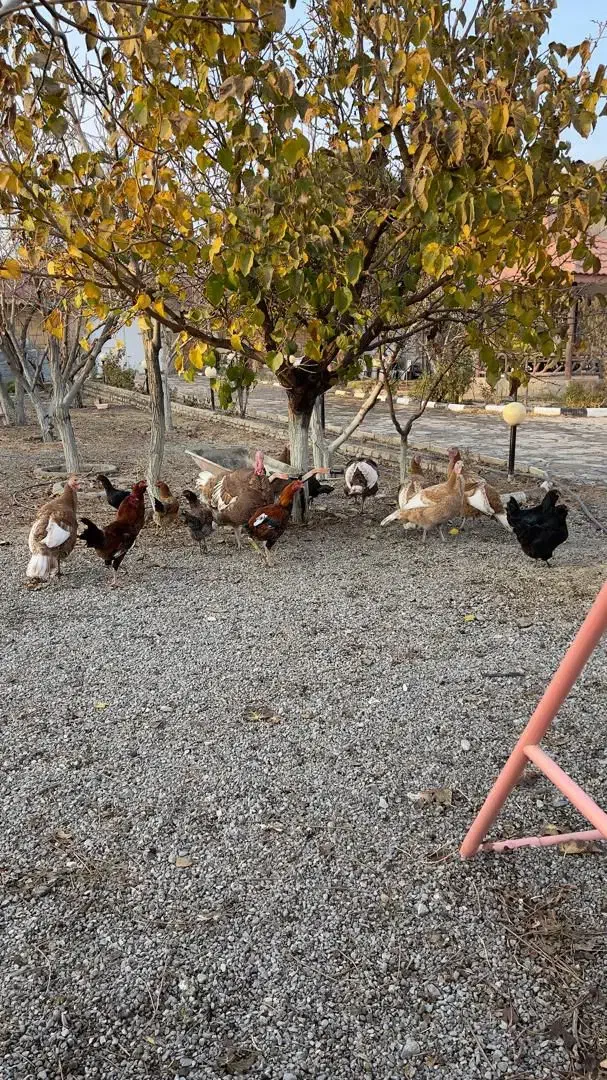 بوقلمون سالم و جوان|حیوانات مزرعه|مشهد, منزل آباد|دیوار