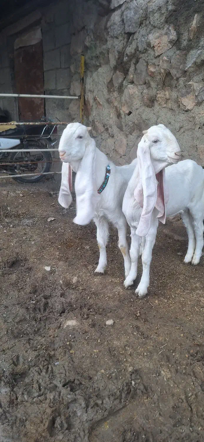 بزگلابی|حیوانات مزرعه|کرمانشاه, |دیوار