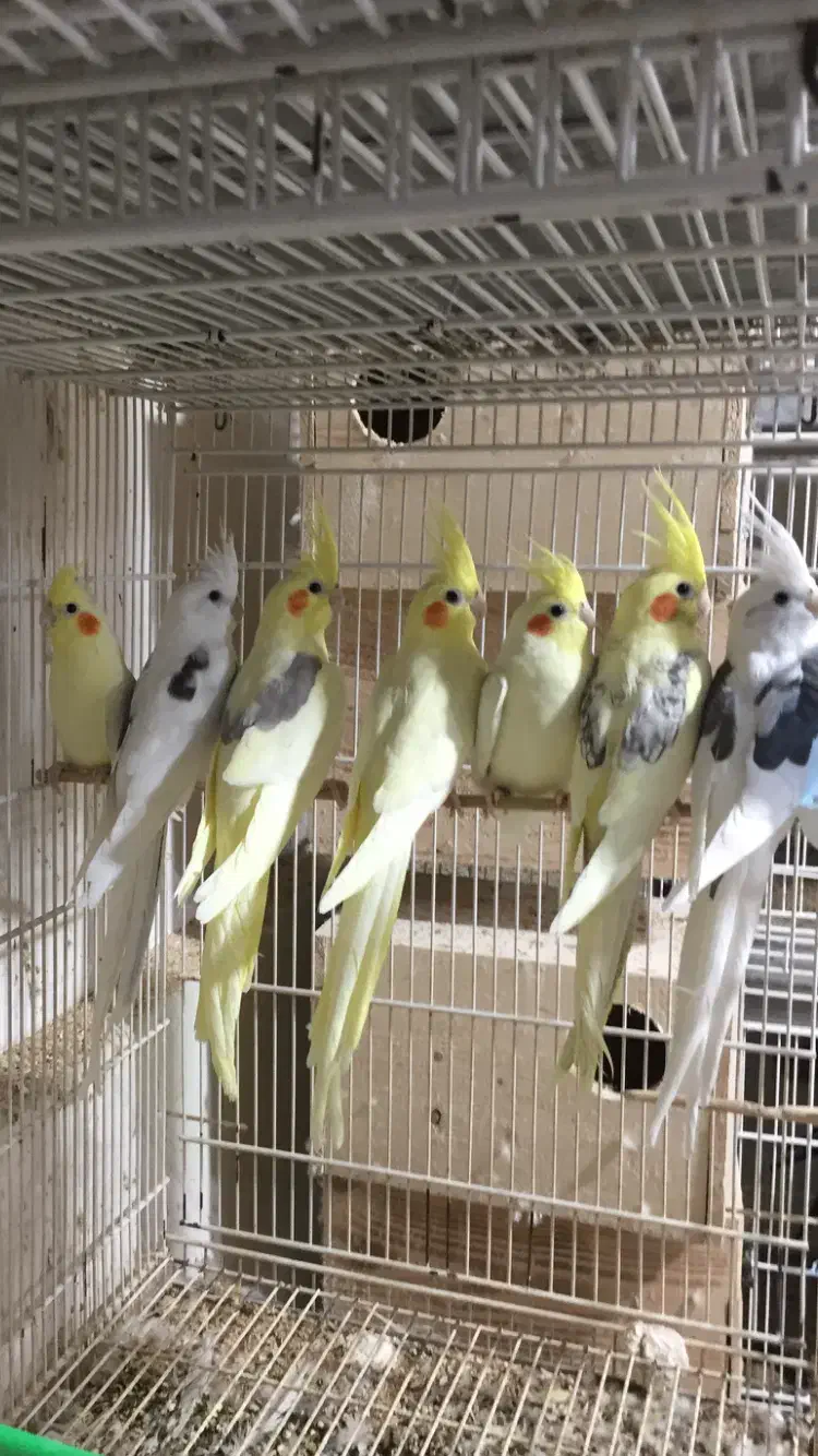 عروس هلندی سرلاکی وبالغ نرو گرینچک|پرنده|بندرعباس, |دیوار