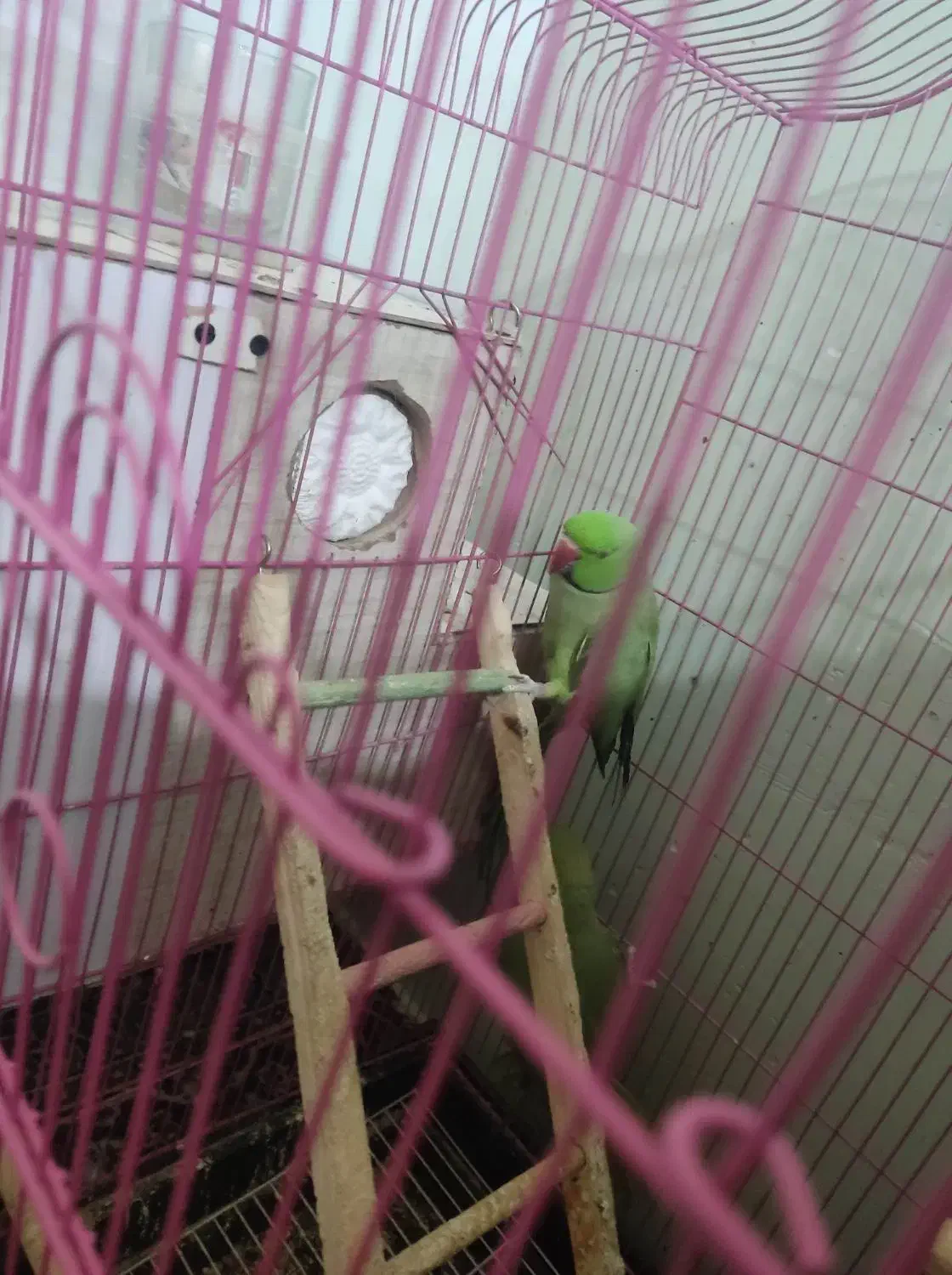 جفت طوطی ملنگو|پرنده|زرند, |دیوار