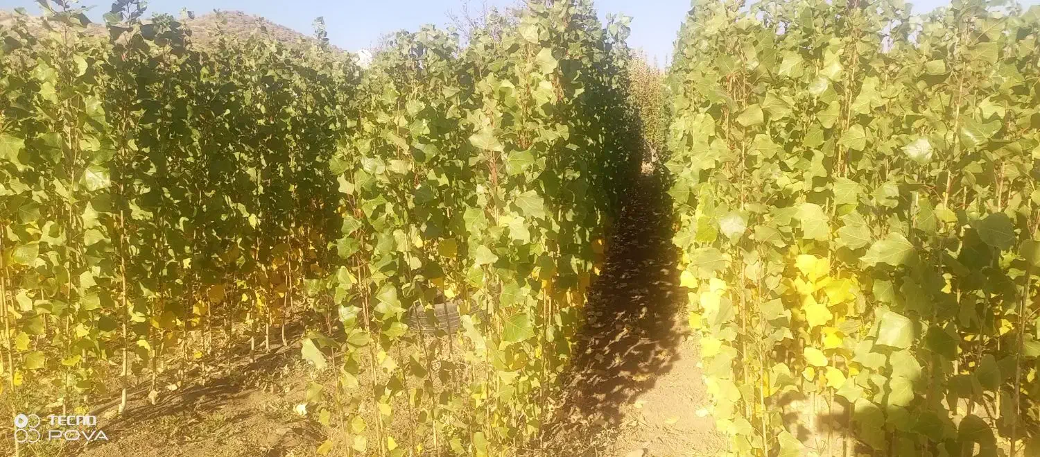 فروش نهال صنوبر نیگرا|خدمات باغبانی و درختکاری|بانه, |دیوار