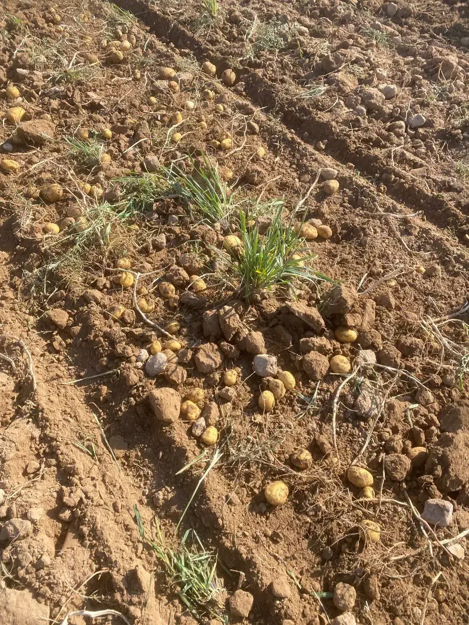 سیب‌زمینی آگریا|خدمات باغبانی و درختکاری|قوچان, |دیوار