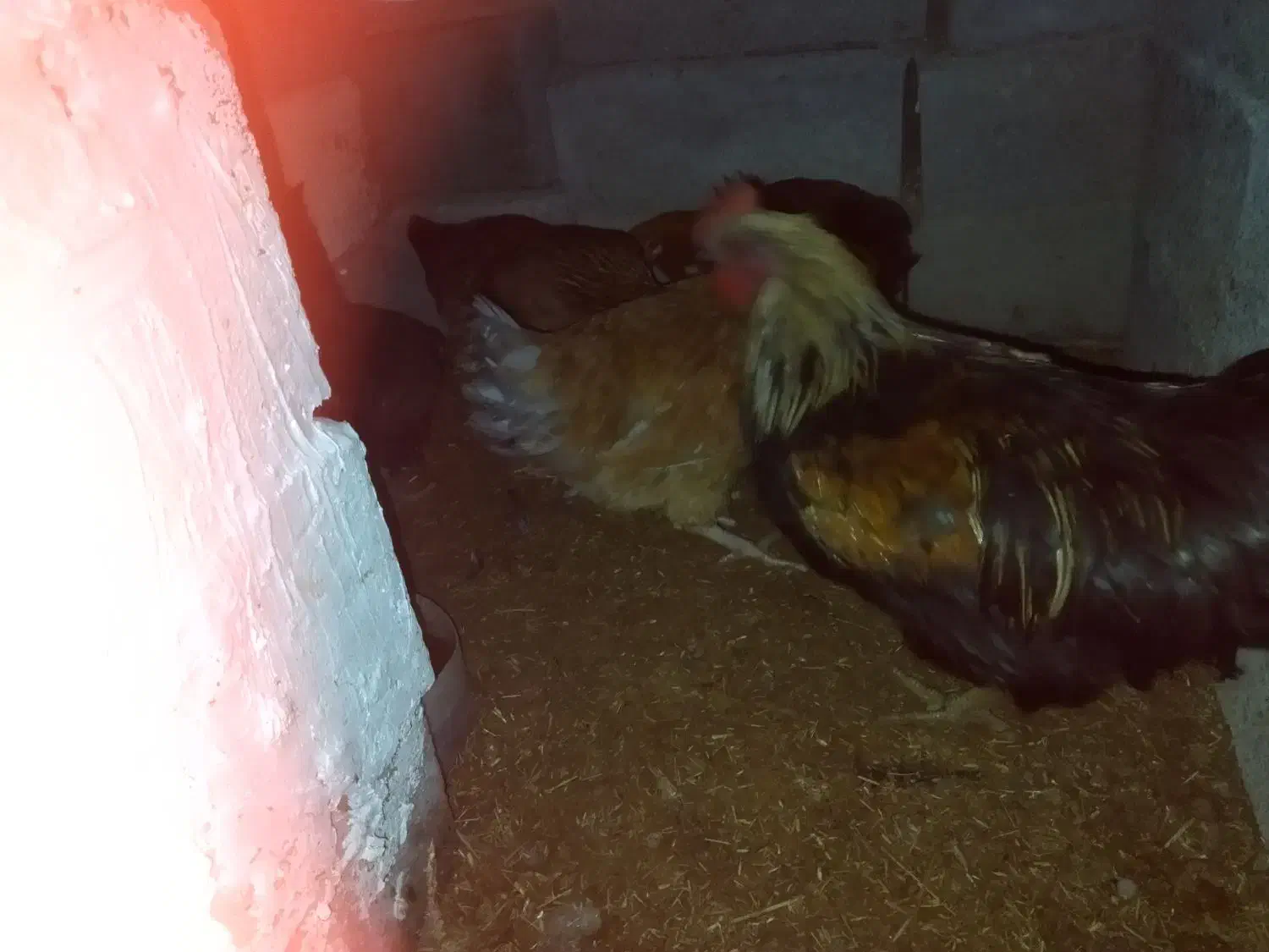 خروس و مرغ|حیوانات مزرعه|ملکان, |دیوار