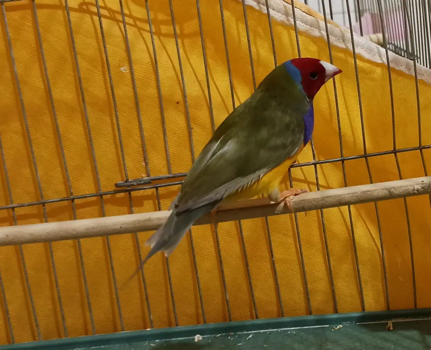 فنچ گلدین|پرنده|شاهین‌شهر, طالقانی|دیوار