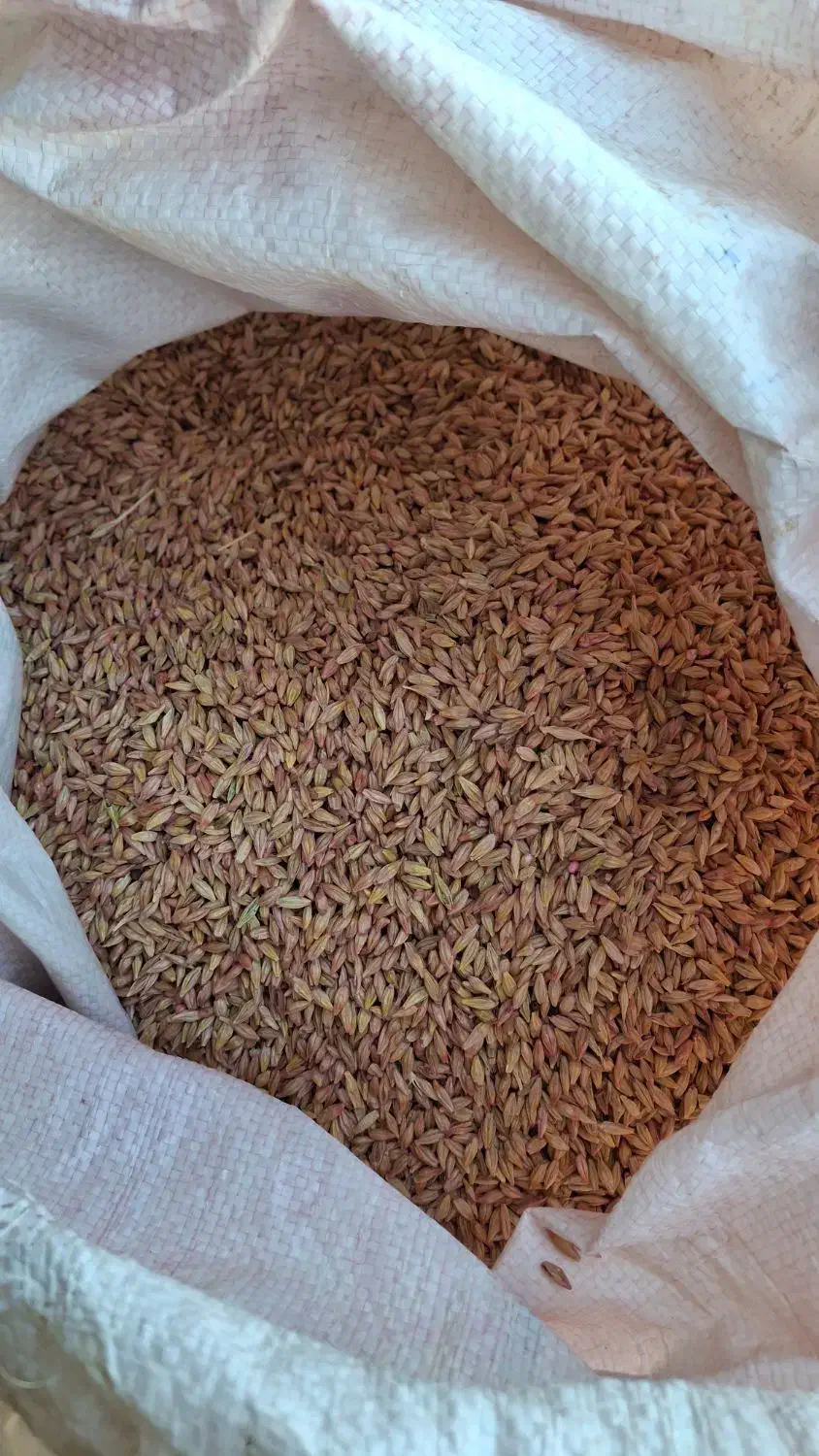 بذر جو آبی نانیوس|گل و گیاه طبیعی|کبودرآهنگ, |دیوار