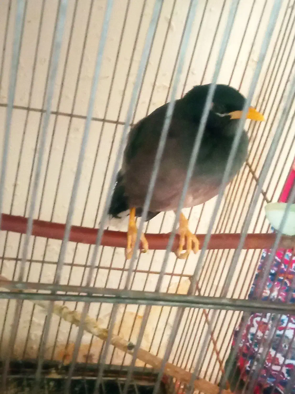 مینا|پرنده|شاندیز, |دیوار