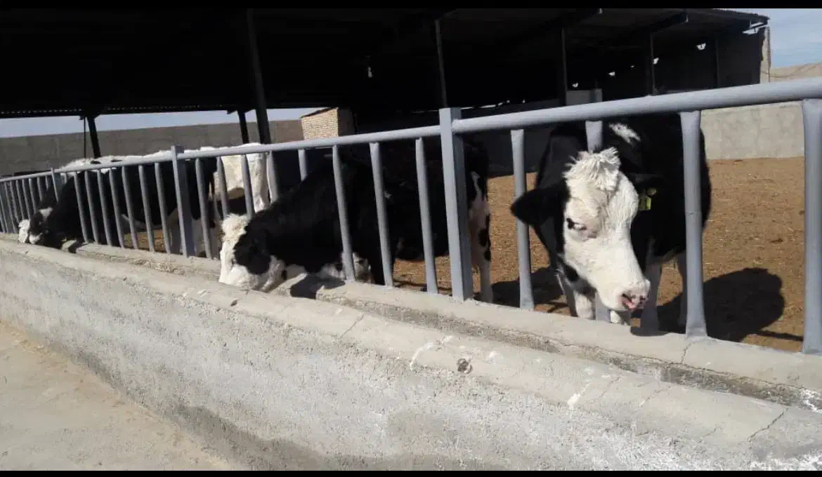 دامداری|اجارهٔ دفتر صنعتی، کشاورزی، تجاری|جوادآباد, |دیوار