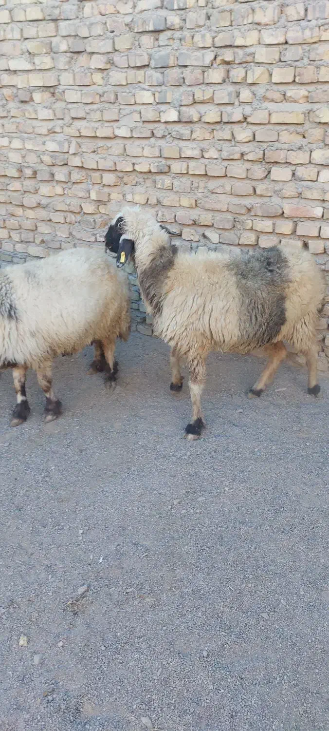میش تغل چپش اردکان|حیوانات مزرعه|اردکان, |دیوار