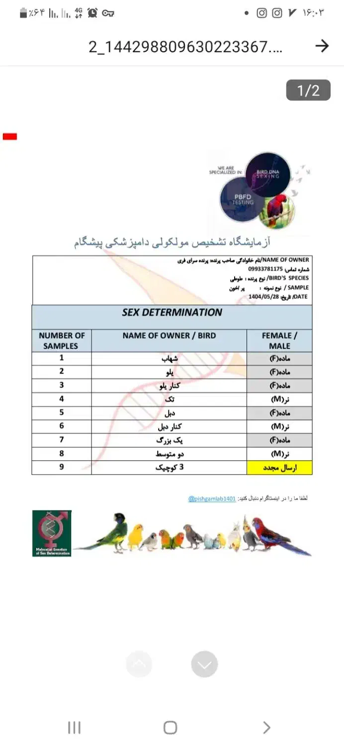 طوطی گرینچیک|پرنده|گنبد کاووس, |دیوار