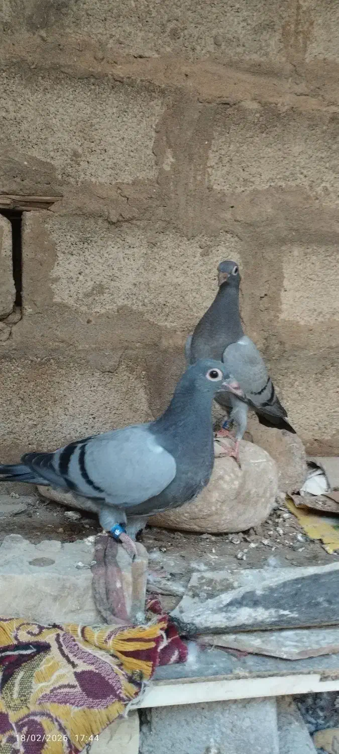 جوجه پلاکی|پرنده|سوسنگرد, |دیوار