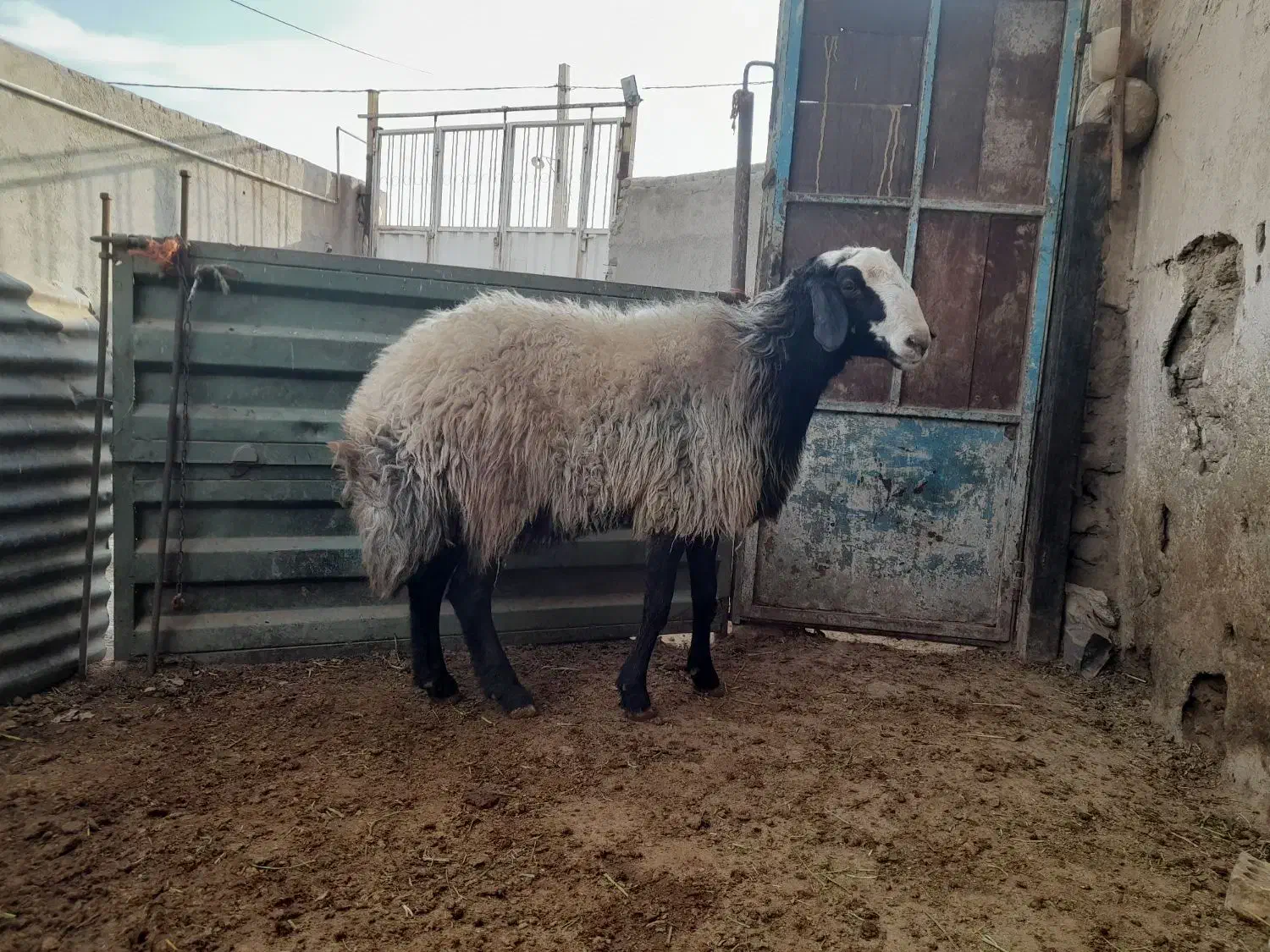 نژادشالبهتریننژاد|حیوانات مزرعه|سردرود, |دیوار