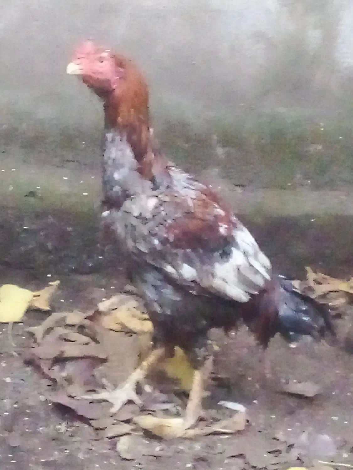 خروس لاری|حیوانات مزرعه|لوندویل, |دیوار