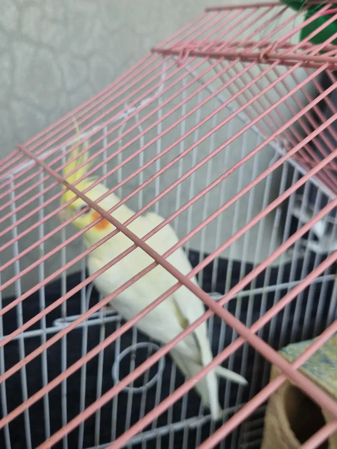 عروس هلندی|پرنده|گله دار, |دیوار