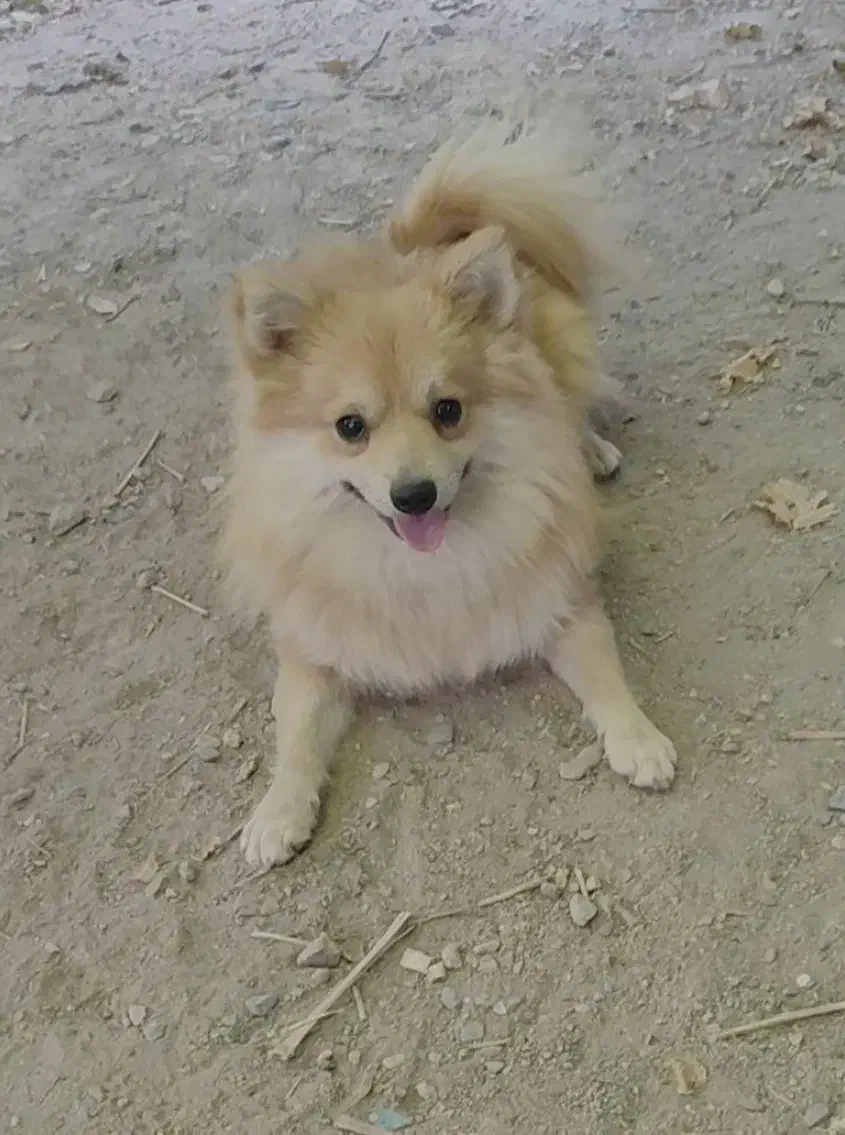 اهدایی|سگ|تهران, مولوی|دیوار