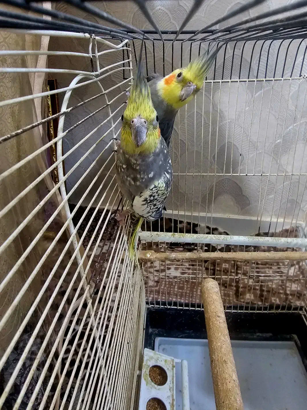 عروس هلندی مولد همراه لوازم جانبی|پرنده|بازرگان, |دیوار