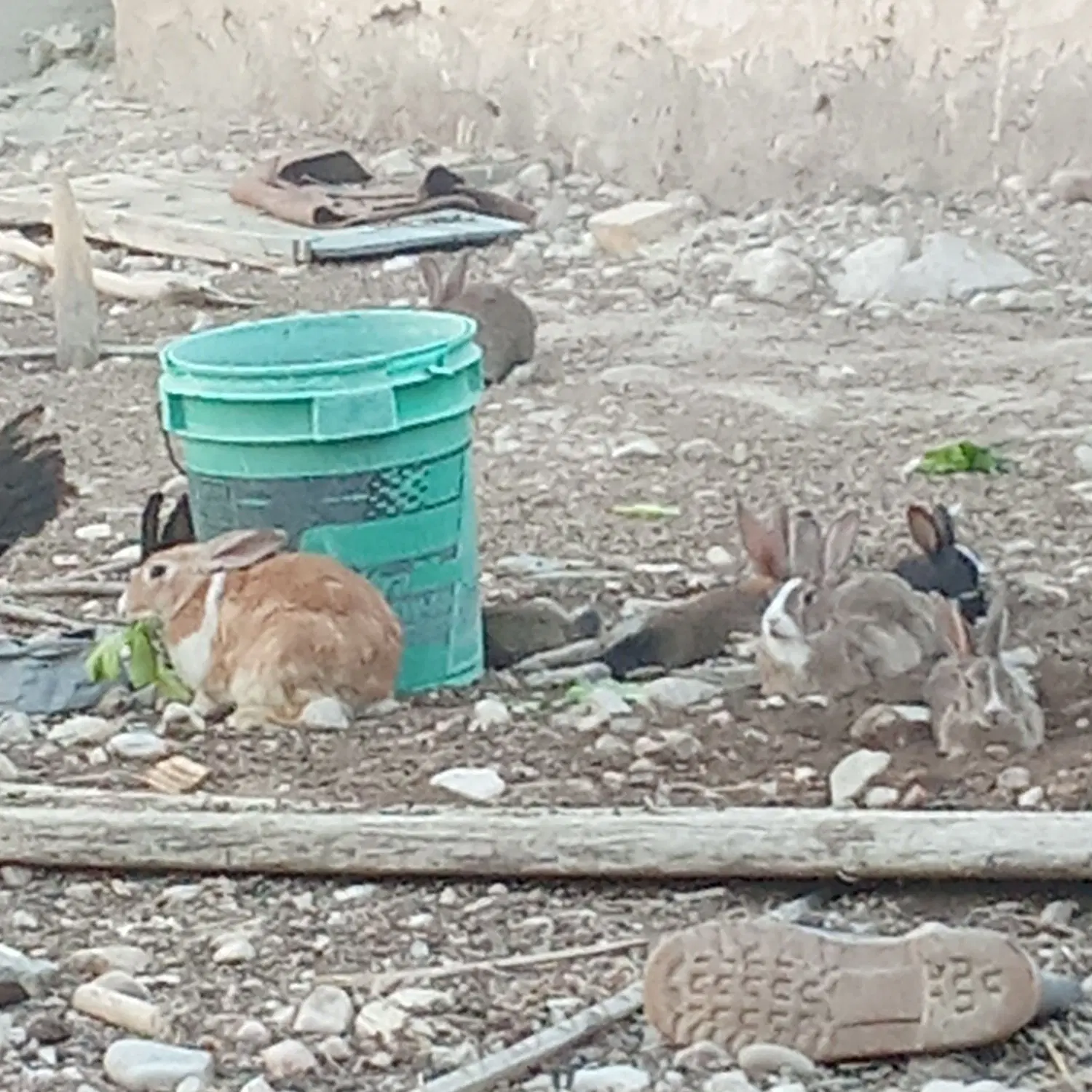 خرگوش|موش و خرگوش|صحرای باغ, |دیوار