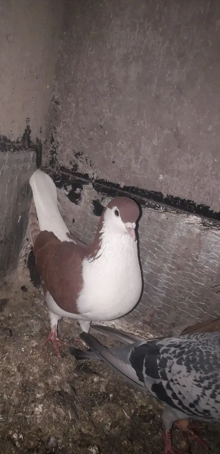 کبوتر ساده|پرنده|نگین شهر, |دیوار