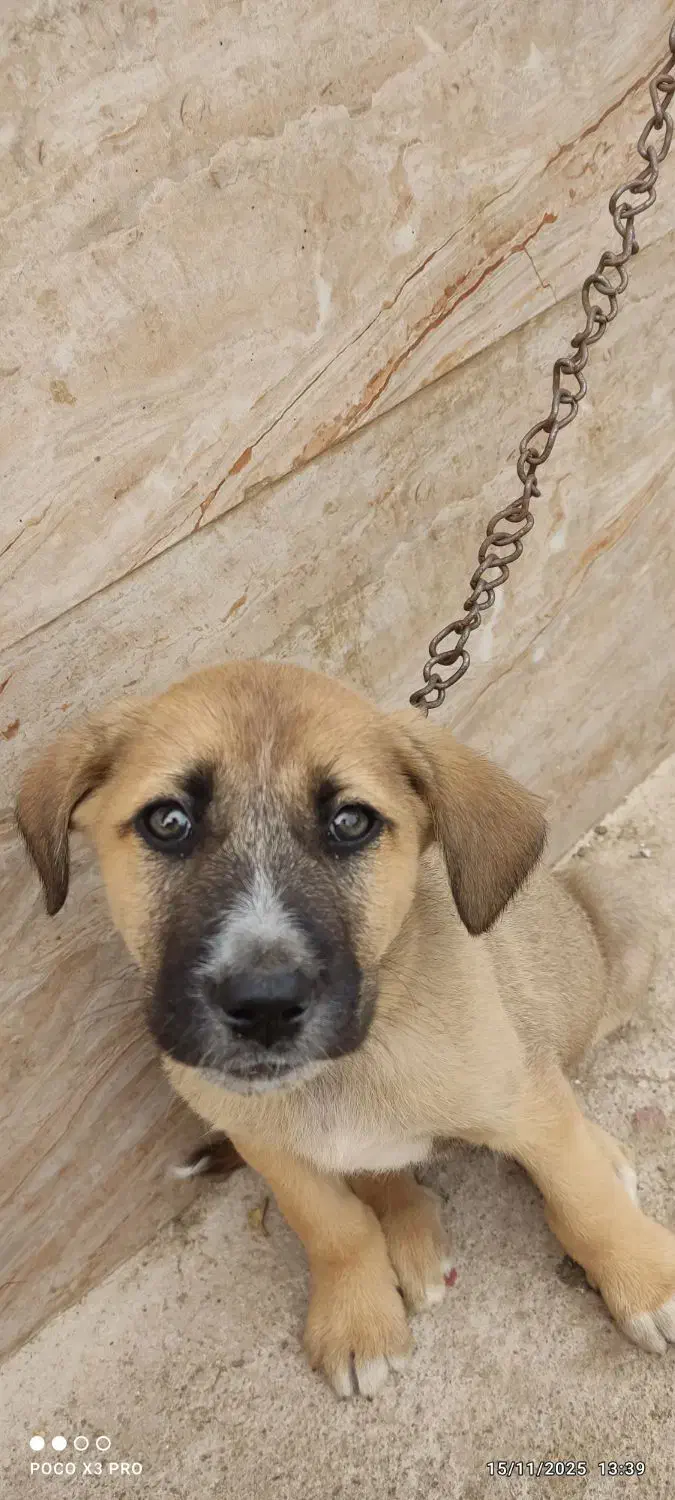 سگ پیت بول سه ماه خوشگل|سگ|صومعهسرا, |دیوار