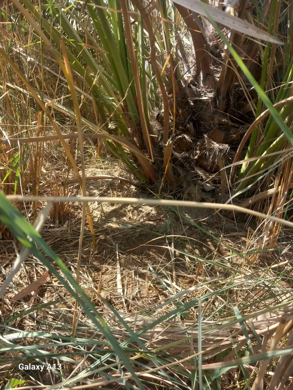 نهال برحی بزرگ ومتوسط|گل و گیاه طبیعی|آبادان, |دیوار