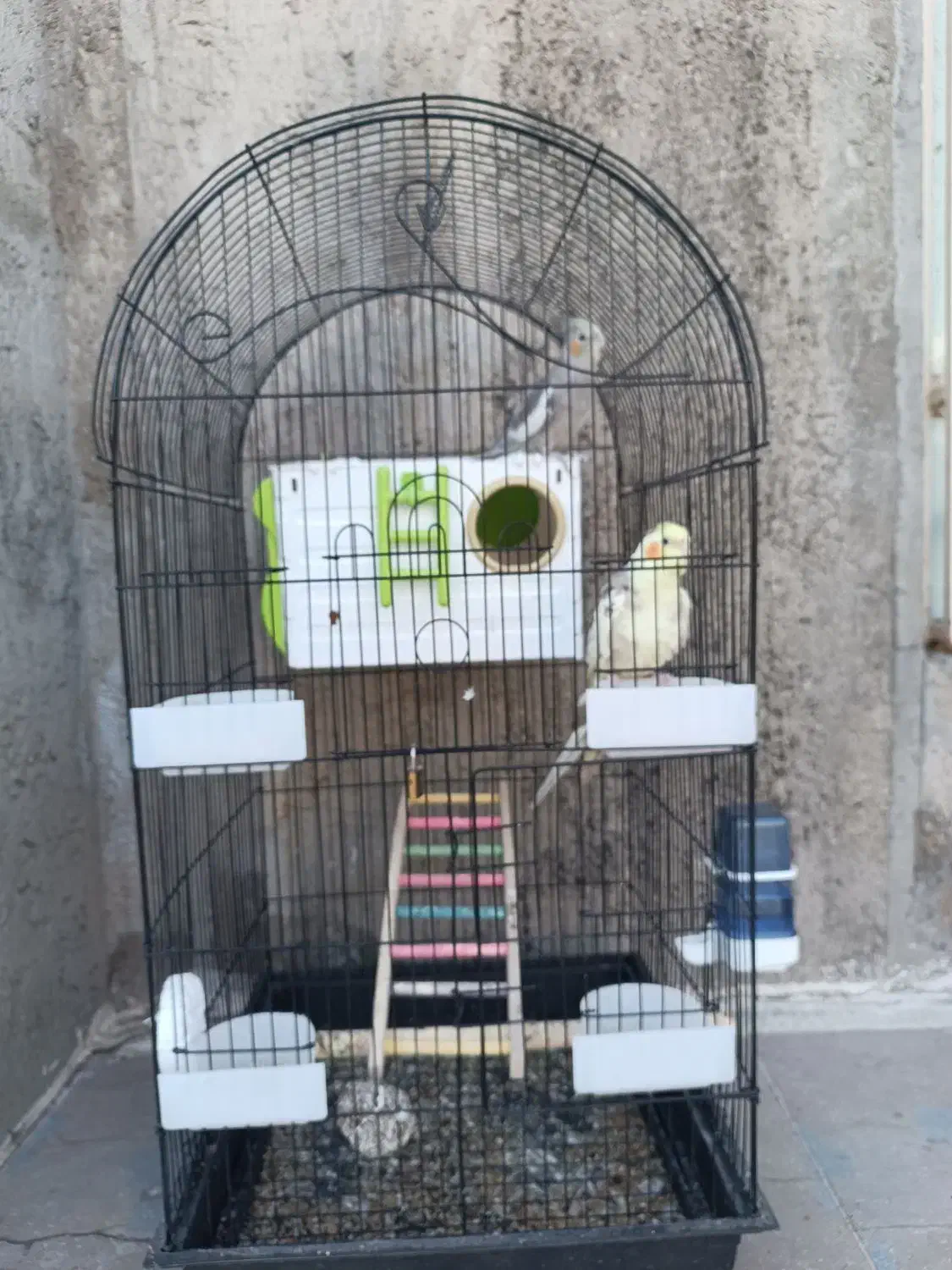 یه جفت جوجه عروس هلندی ۴ ماه|پرنده|چرام, |دیوار