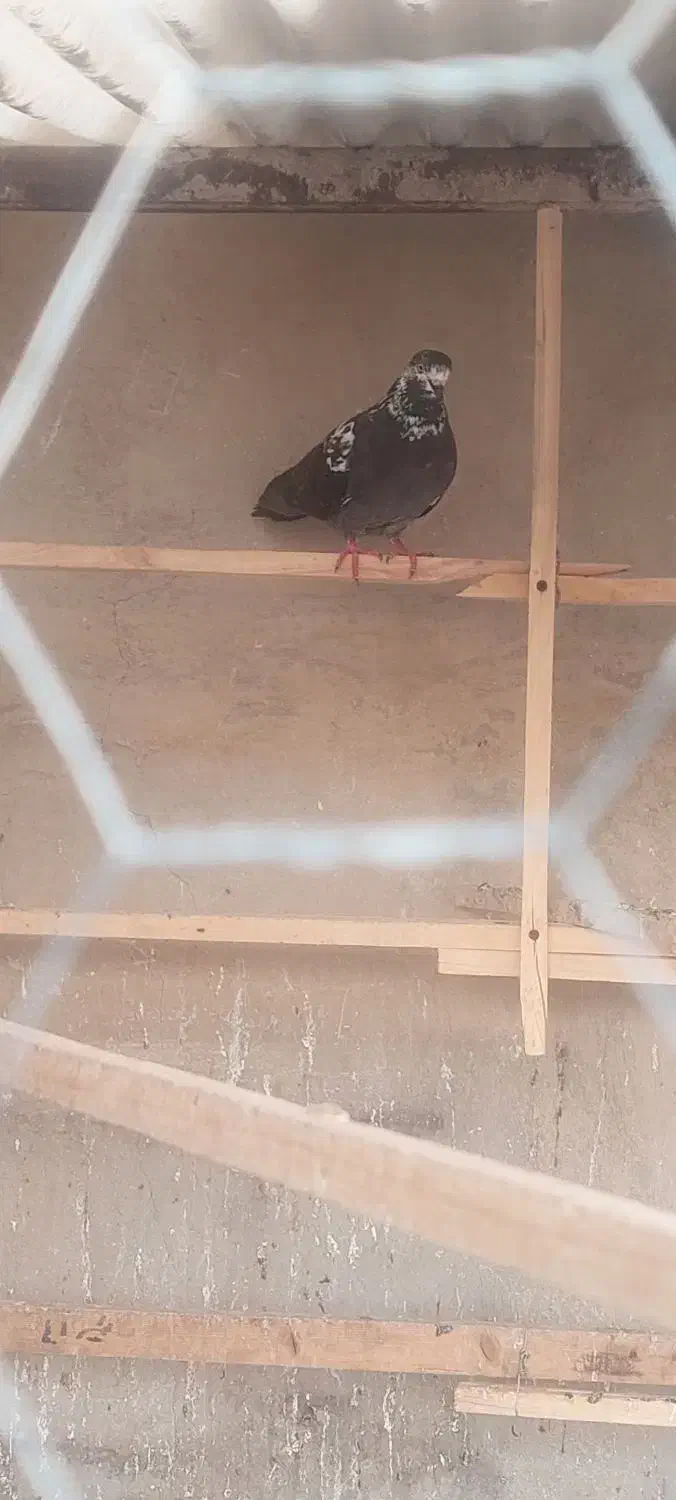 تعدادی کفتر  /یکجا و یا تکی / جفت کن|پرنده|تهران, شهید اسدی|دیوار