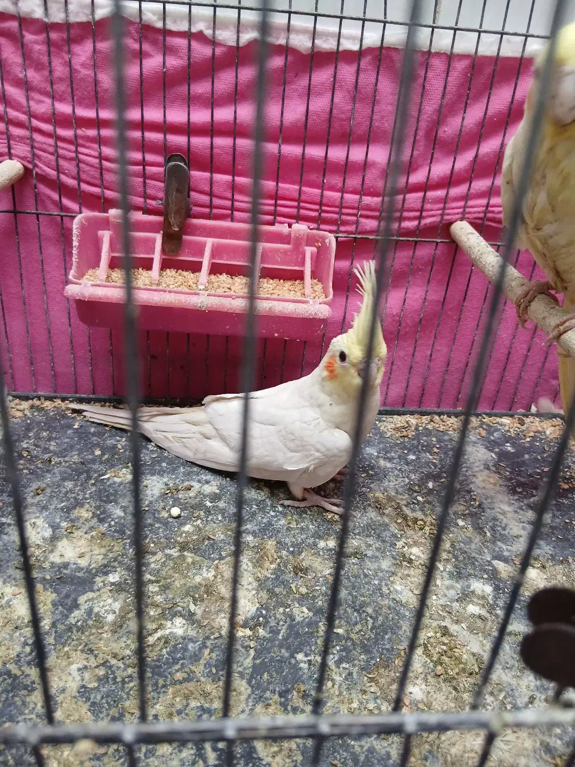 جوجه عروس هلندی|پرنده|مراغه, |دیوار