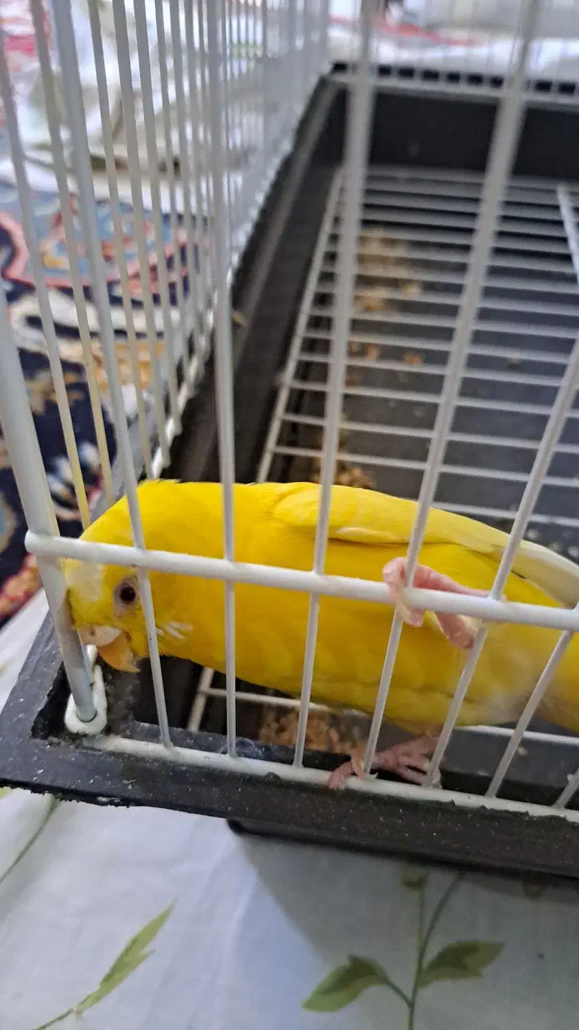 پرنده|پرنده|اراک, |دیوار