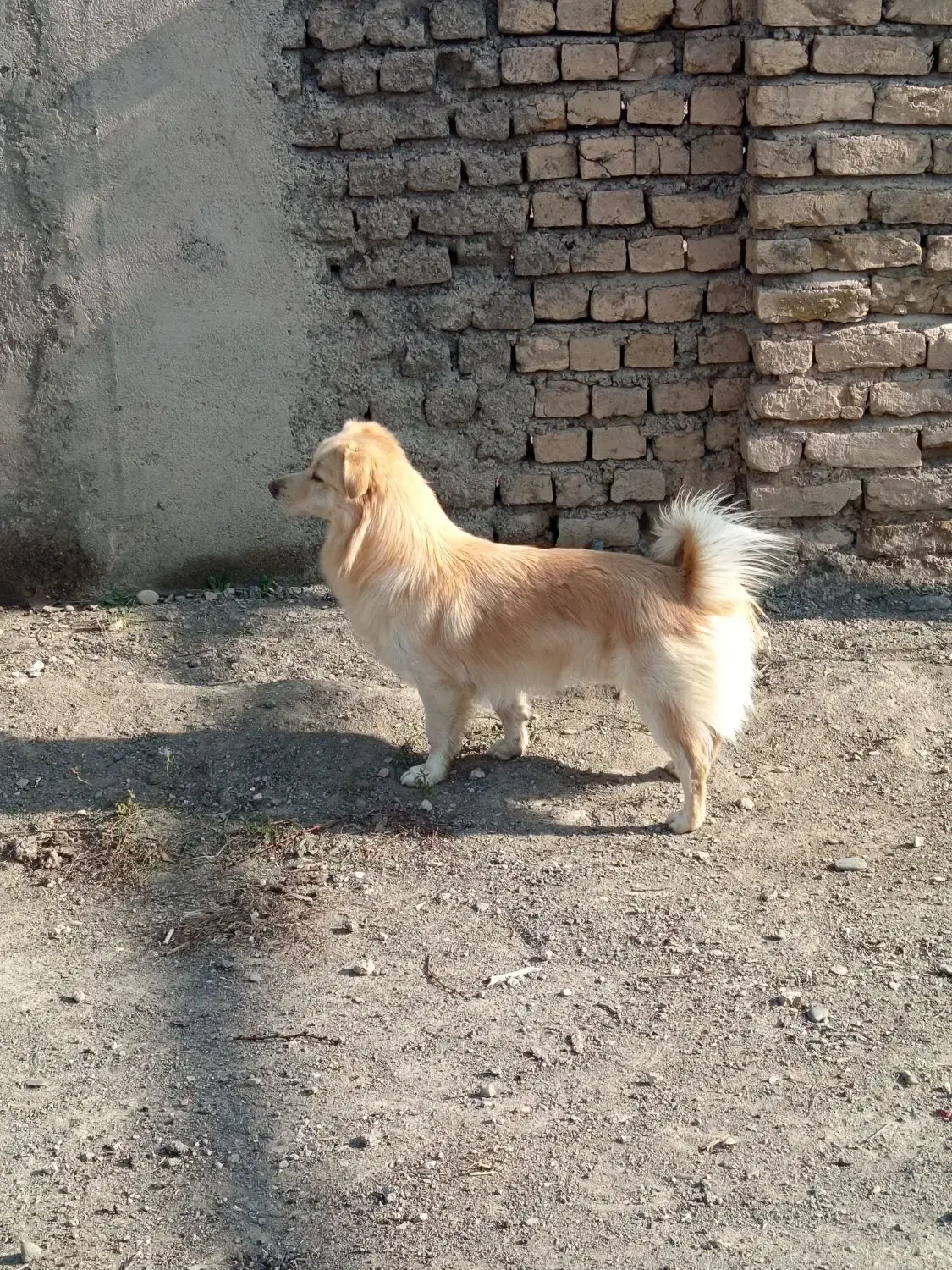 واگذاری|سگ|مشهد, کلاته برفی|دیوار